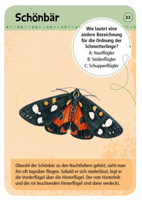 50 heimische Schmetterlinge