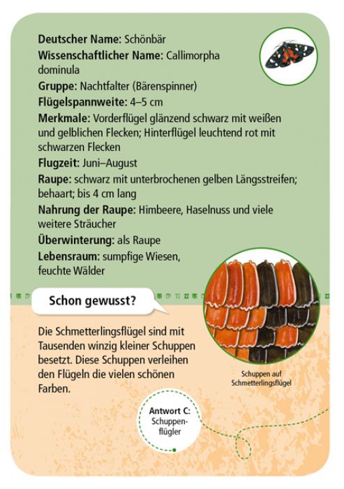 50 heimische Schmetterlinge