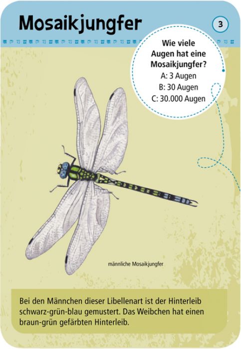 50 Insekten und Spinnen