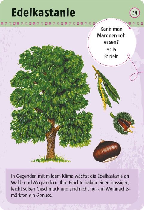 50 essbare Wildpflanzen